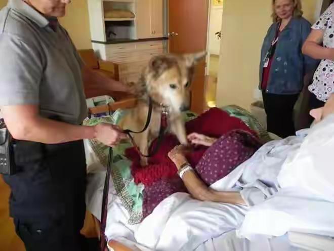 老人临死前想见自己养的狗狗，当子女把狗狗带到医院病房时，狗狗舔着老人的脸，眼神充