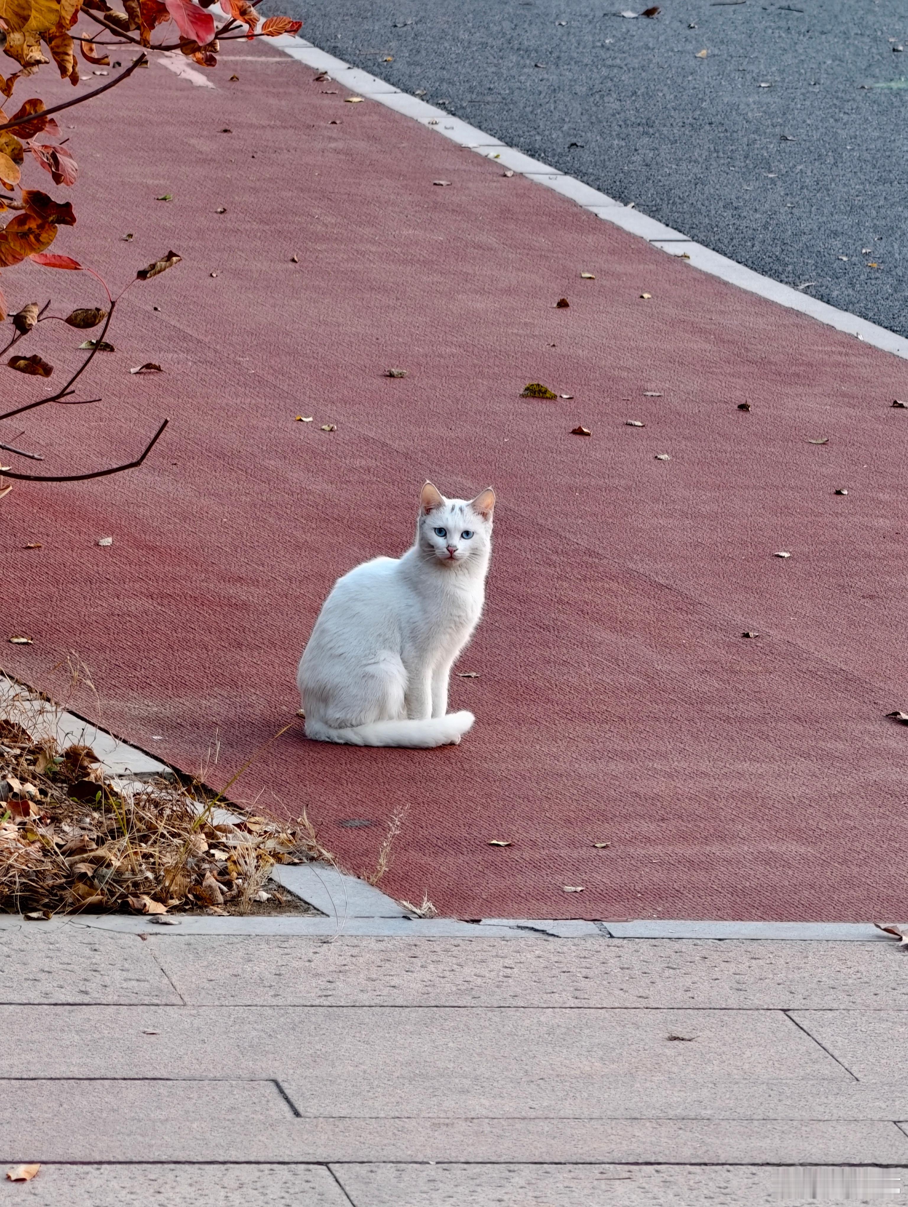 路遇一只猫咪🐱猫咪摄影​​​