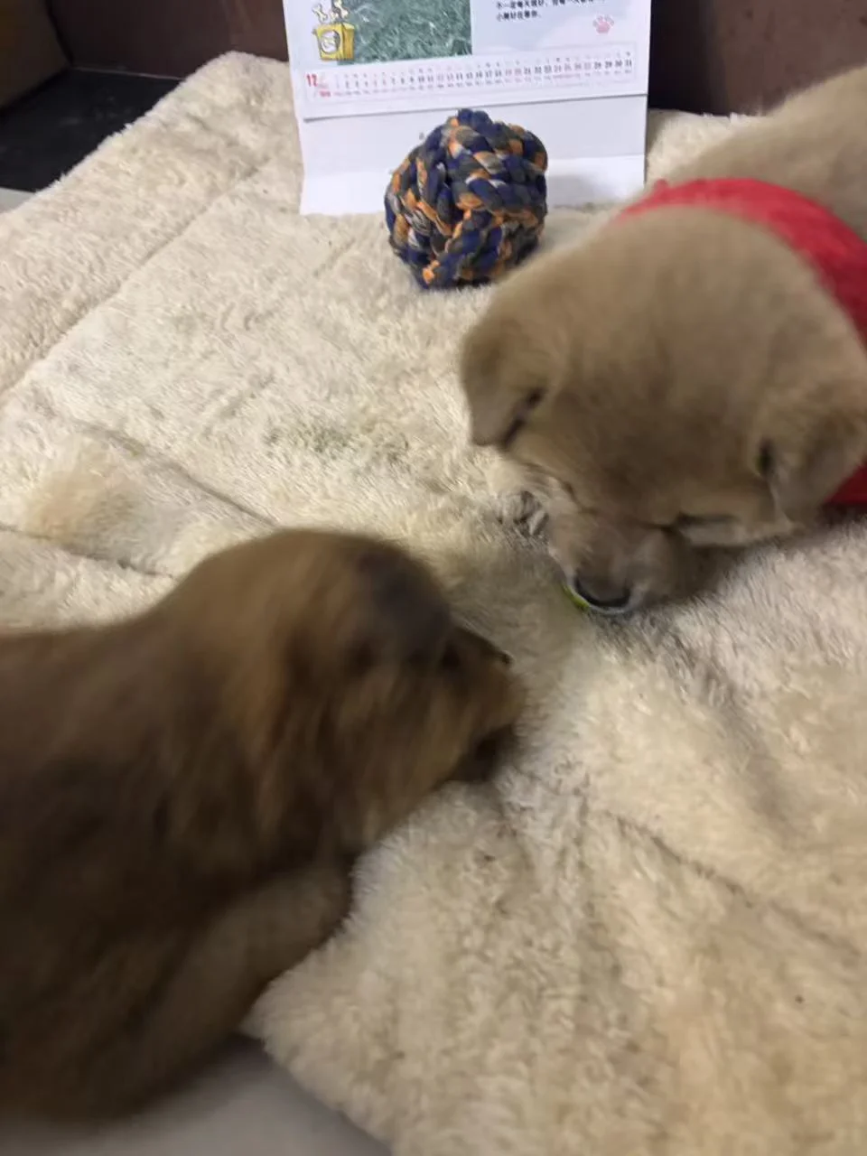 狗狗我呀 努力卖日历养活流浪的麻麻