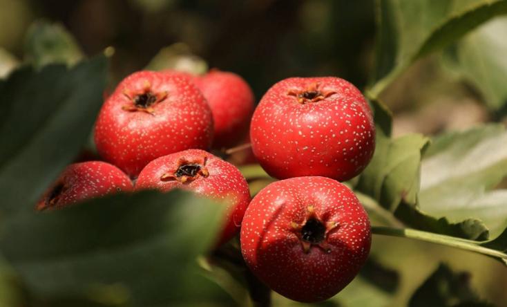 血瘀体质易患癌？山楂配一宝，行气散瘀、通血管、防癌症！在门诊接诊中，我发现不