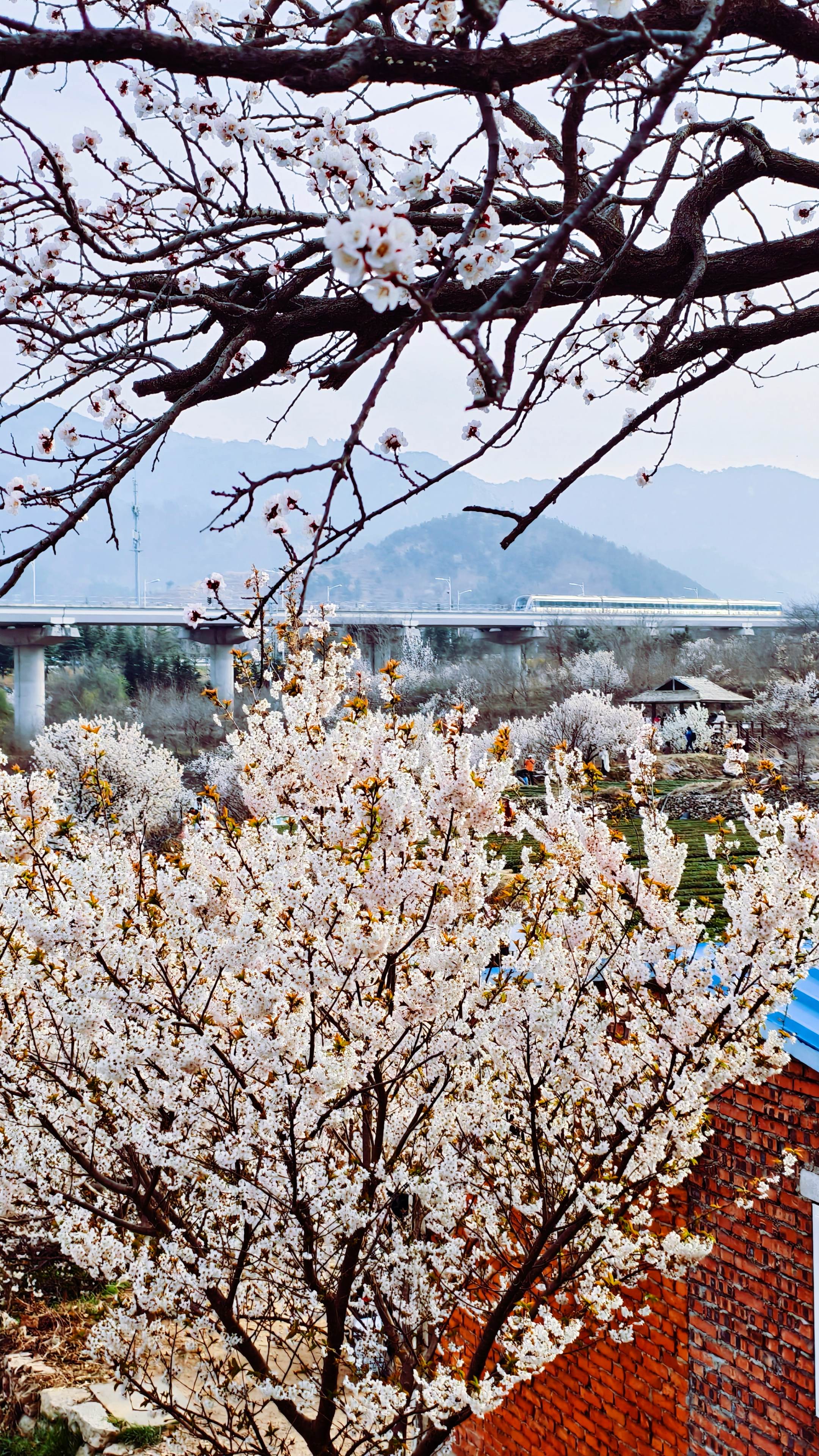 青岛崂山庙石村赏樱花。vivox200pro的人像模式真的厉害，蓝厂不...