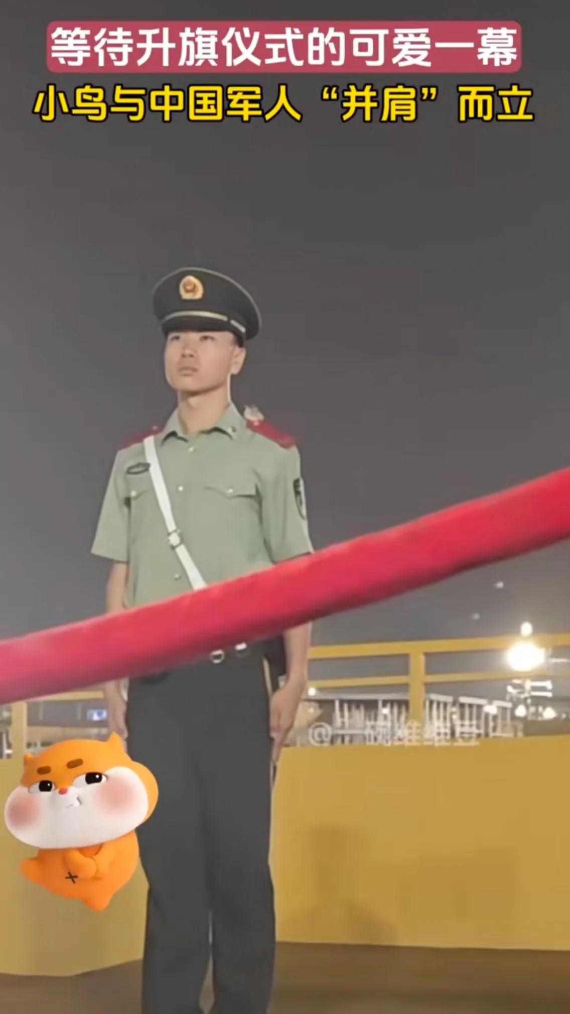 连小鸟都知道，这里是最安全的地方！军人站岗时，身体挺拔如松，一动不动，一只小鸟飞