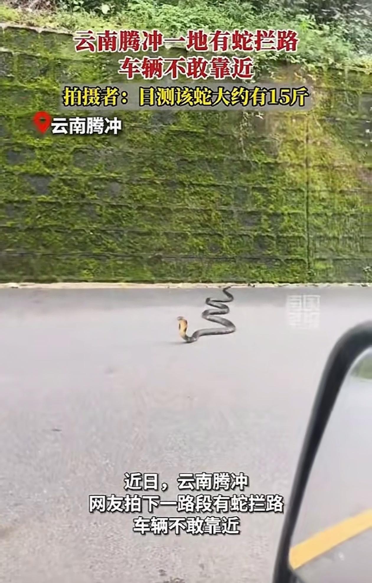 画面治愈！云南15斤大蛇拦路，过往车辆行人全员安静等候，这份温柔圈粉无数 