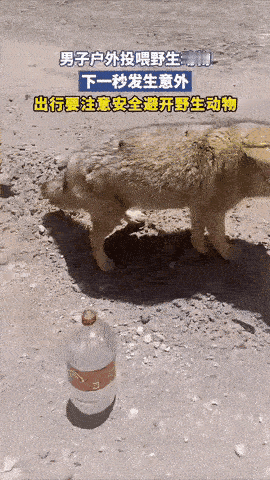 爱心泛滥投喂野生狼，后果是很严重的！画面中的这个男子，本想做一件好事，拿出食物喂