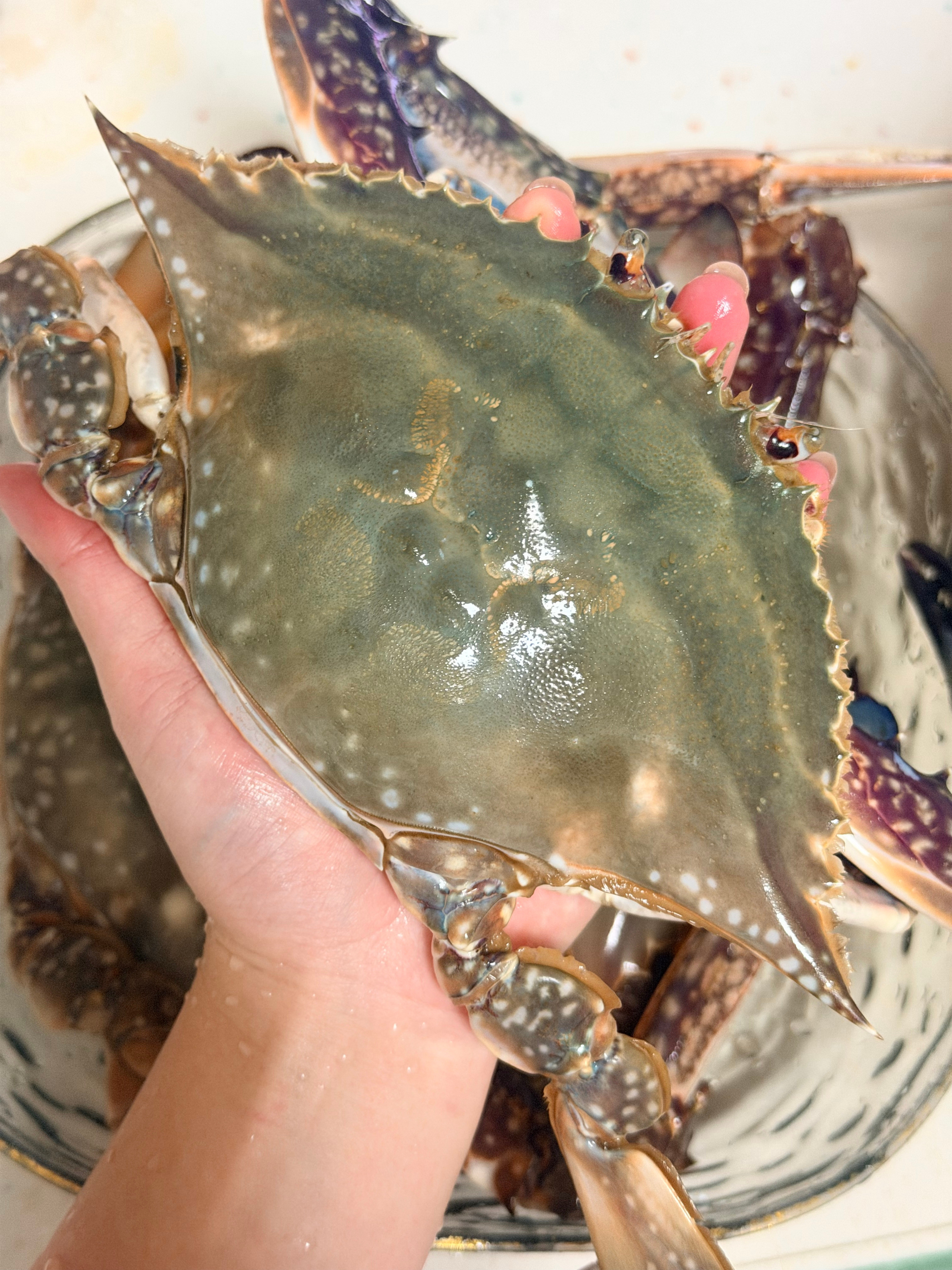 谁能拒绝一只“手掌PLUS版”蟹老板比手还大，一个得一斤而且秋天的螃蟹都个顶个的