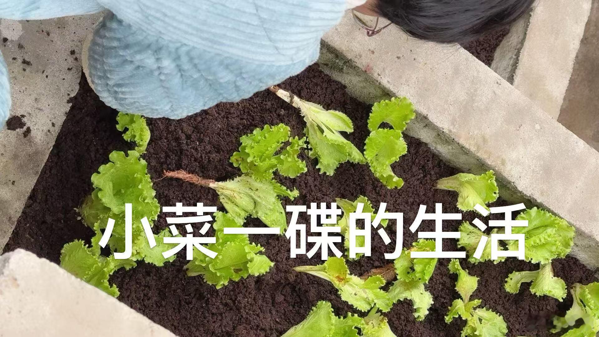 《小菜一碟的生活》昨日早上天还没亮，我的教授学生就披星戴月地抵达我家。这回她一把