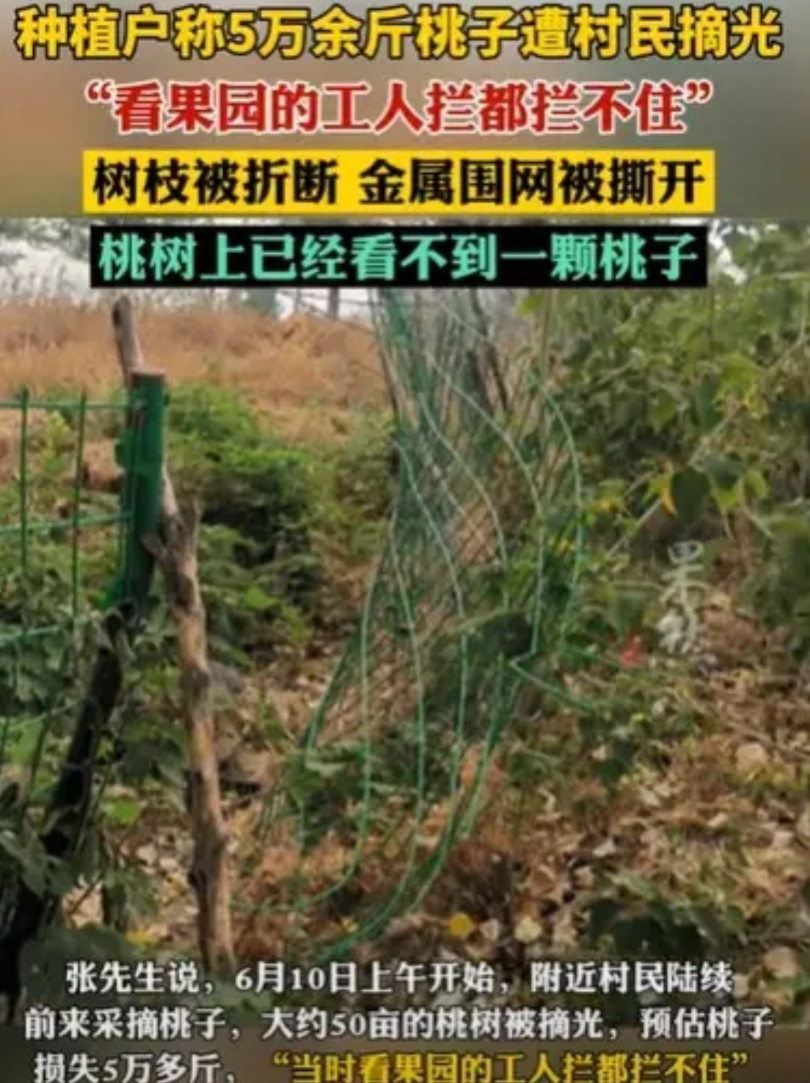 江苏徐州，男子租了1800多亩地种果树，有500亩桃树进入成熟期了，他马上就有一