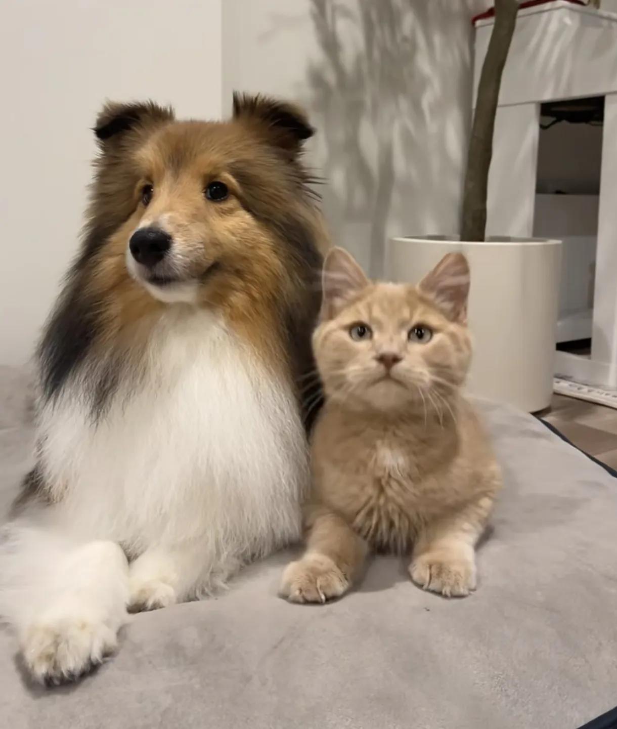 猫的反应速度那么快，为什么被撞死的猫，远远比狗多？常走在马路上的人可能会发