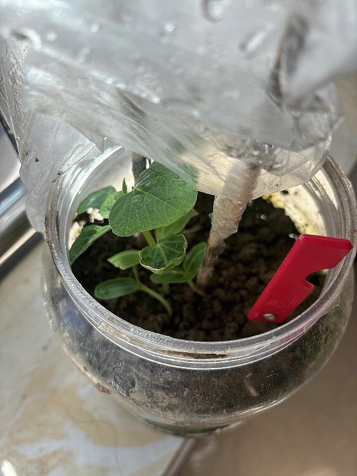 今天很是开心种的葫芦萌发出的新芽让我感受到了生命的力量那绿绿的幼芽让我欢