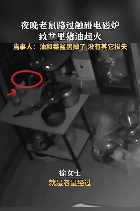 “防不胜防！”1月29日，福建泉州，一只老鼠偷溜进厨房吃东西，无意间碰到了电磁炉