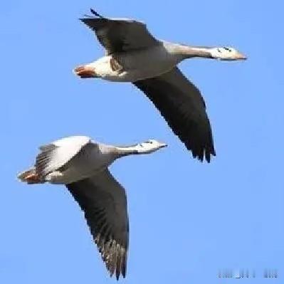 中国联通技术分析！中国联通目前正呈现小步攀升的走势，三月三十日来了个金针探底