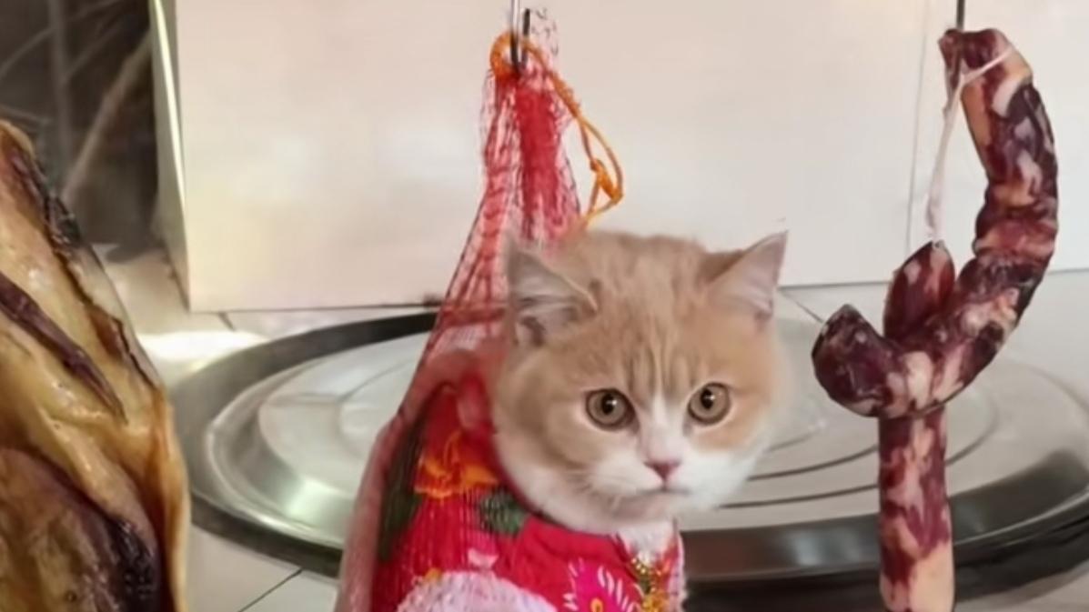 🔥当场抓获！小猫偷香肠被挂架上罚站。小馋猫偷吃香肠被主人抓现行，直接被挂在香肠