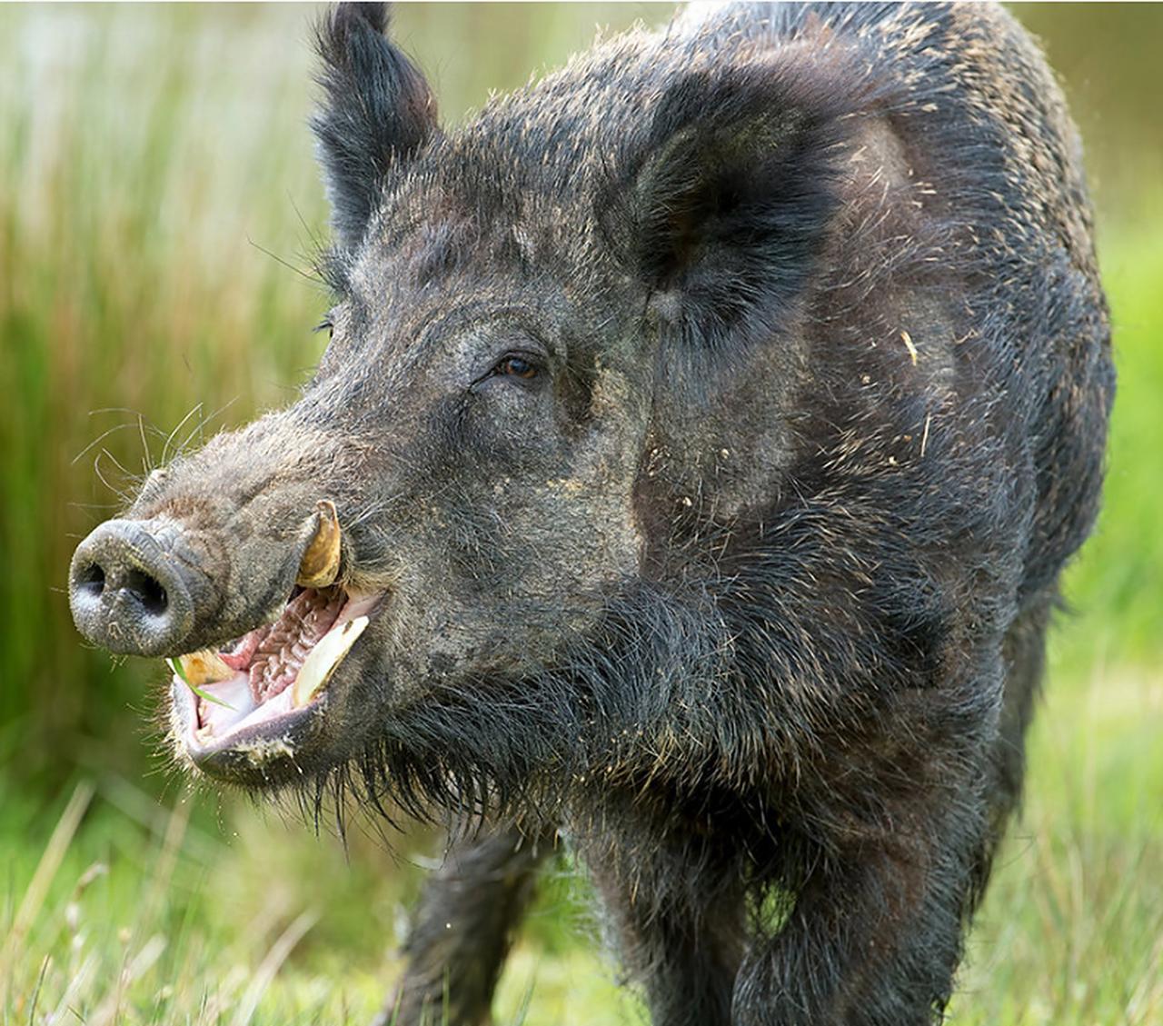 从前，攸县有个恶霸，心肠歹毒，一贯欺压乡里、鱼肉百姓。一日，有个猎户在山中捕