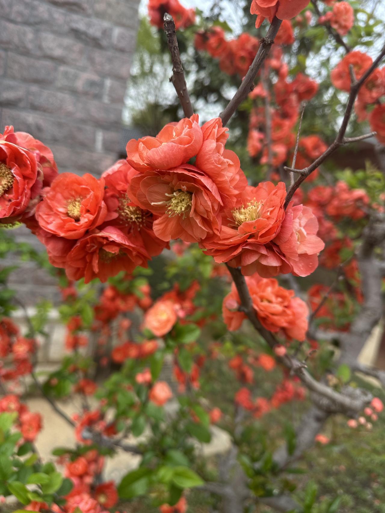 海棠和樱花争相开放，你更爱谁？