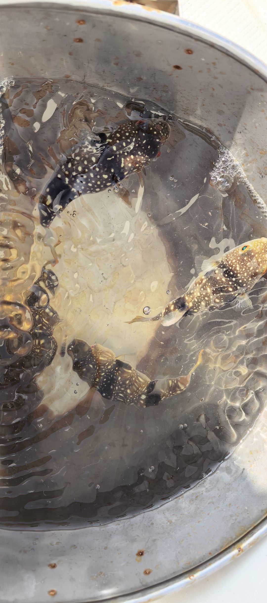 就一会功夫，钓上来九条河豚，我跟师傅说咱换个地方吧，这全是河豚，掉着没意思，师傅