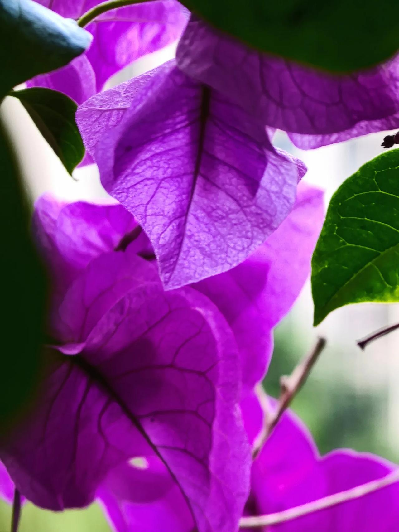 《三角梅》三角梅，也有叫簕杜鹃、宝巾的，属于紫茉莉科、叶子花属灌木，另外还有