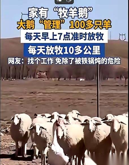在内蒙古一望无际的草原上，出现了一个让职业牧羊犬都想“辞职”的画面。早上七点，