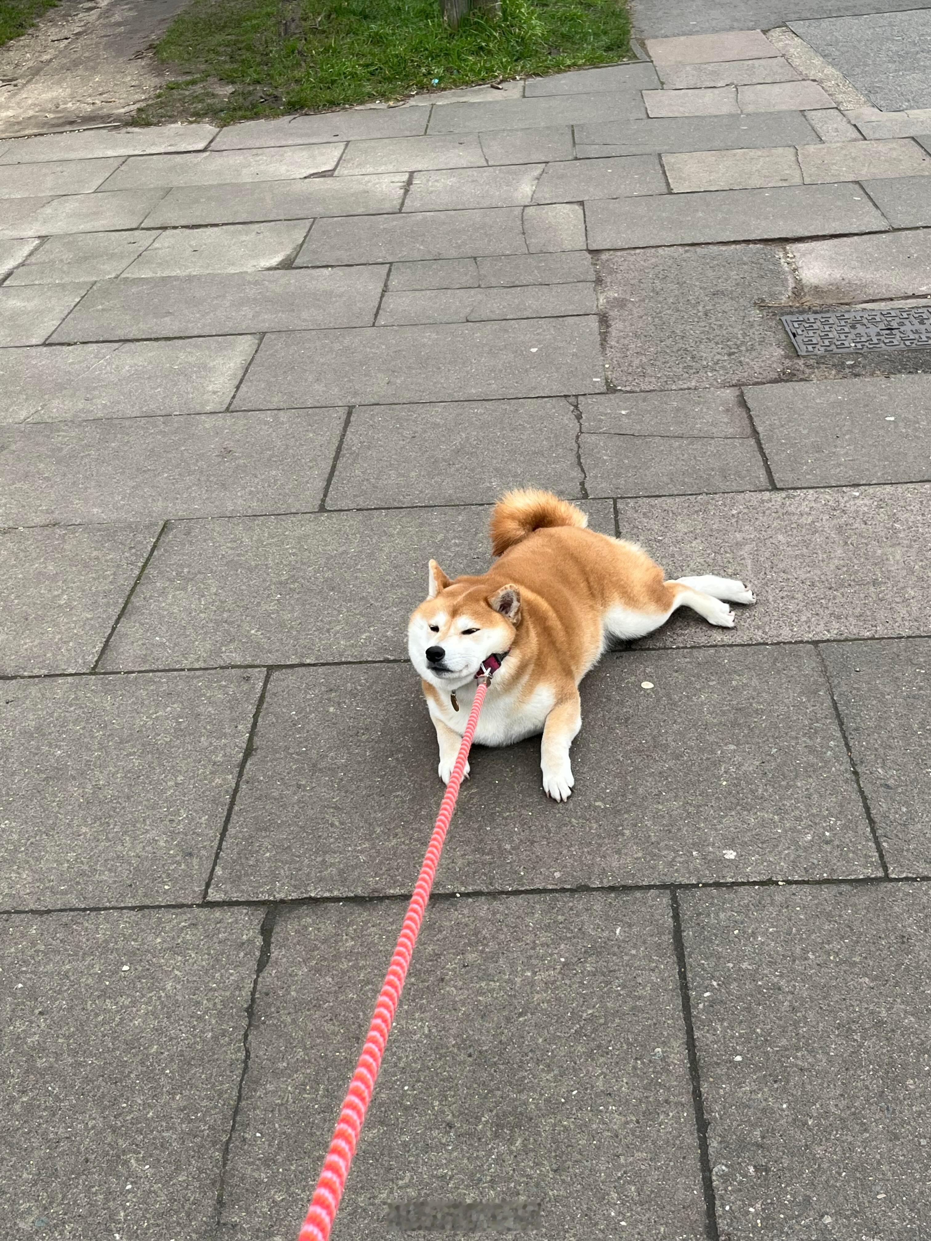 柴犬都是天生的犟种吧[doge]​​​