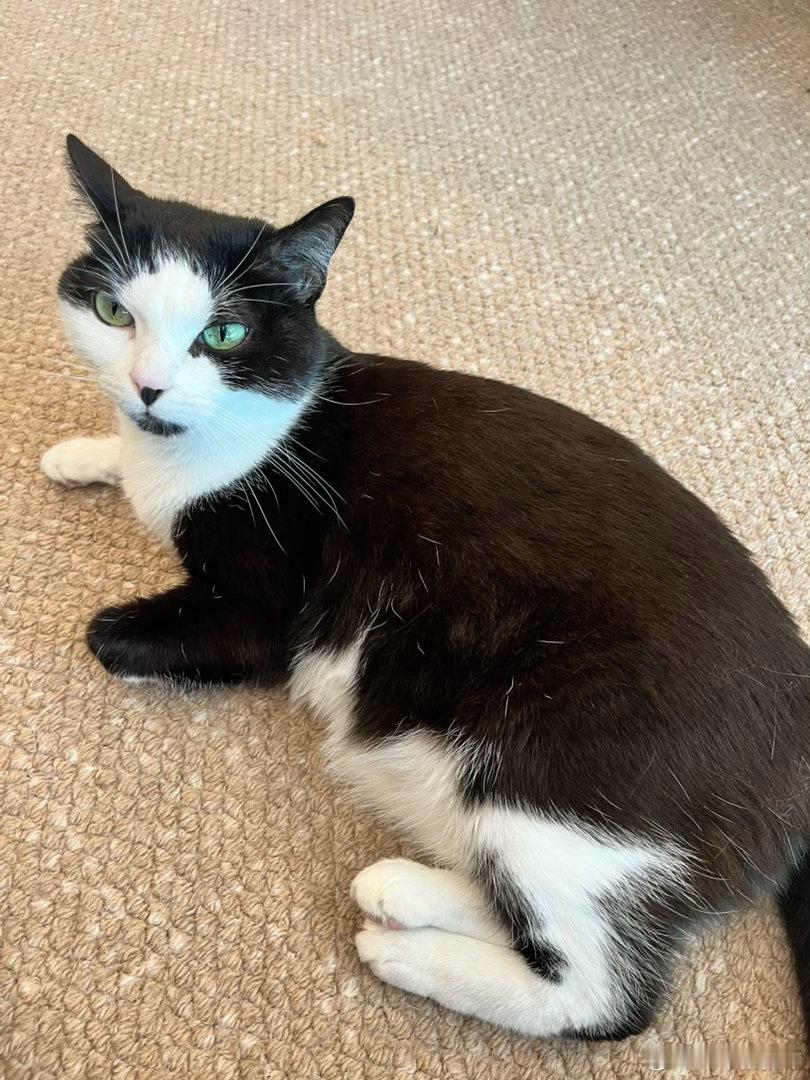 养狗人要遛狗，无形中做了更多有氧。同理，养猫人会无形中做更多深蹲、直腿硬拉、俯卧