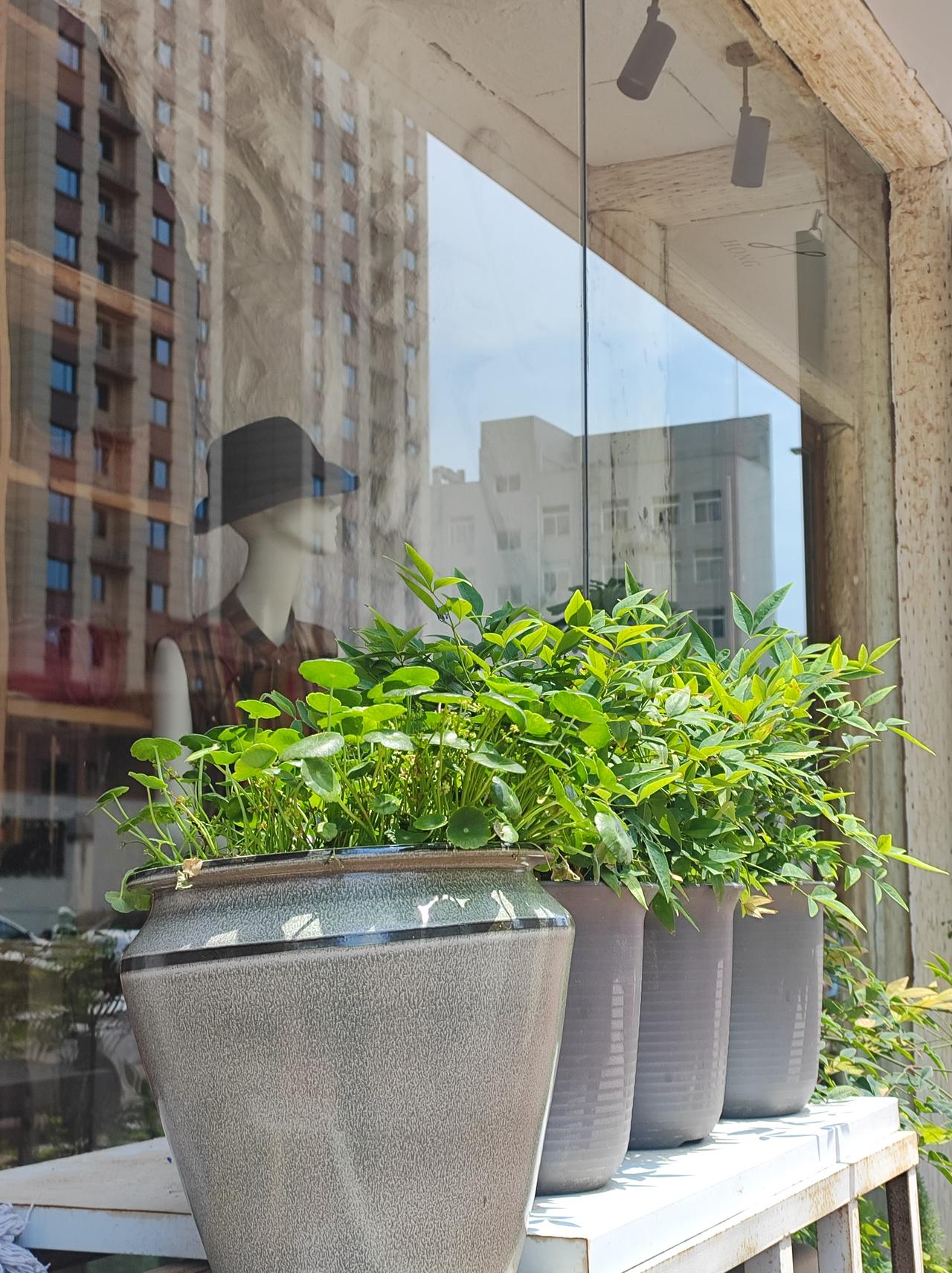 街边的花草出门逛街，遇见了一盆吊起来的小叶昙花，养的挺好。去年夏天，公园有昙