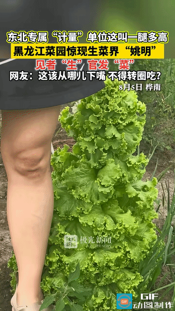 “解释不清了！”黑龙江一男子在菜园里撒了把生菜种子，别的生菜都规规矩矩矮趴趴贴地
