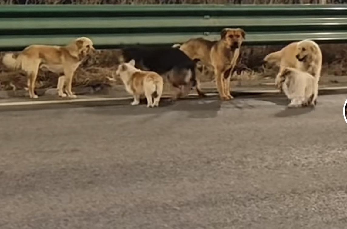 “七狗下天山”我要上精选-全民写作大赛这是一个感人，揪心，温暖又治愈的故事！