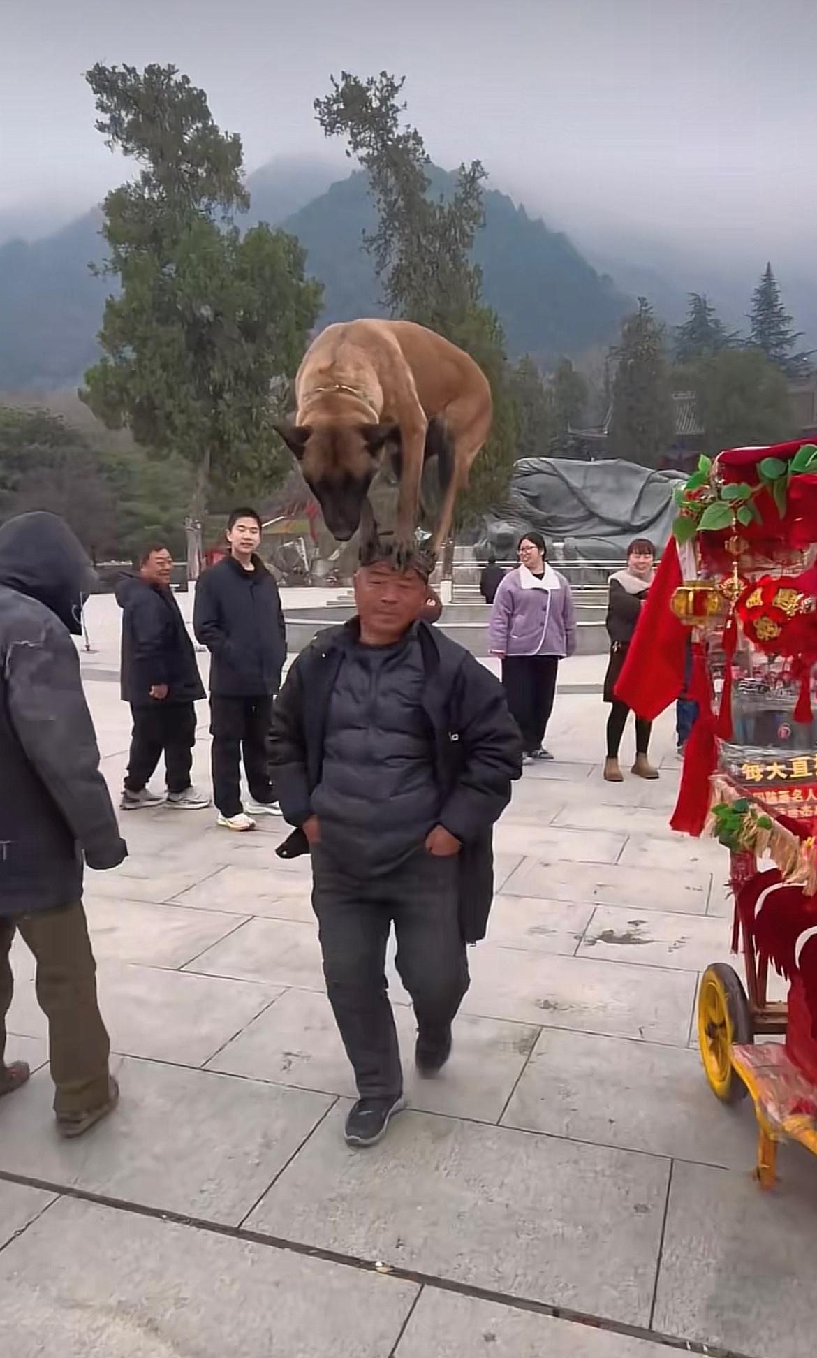 起猛了，竟然看到狗子站在大爷的头上，真是大千世界，无奇不有啊[捂脸哭]