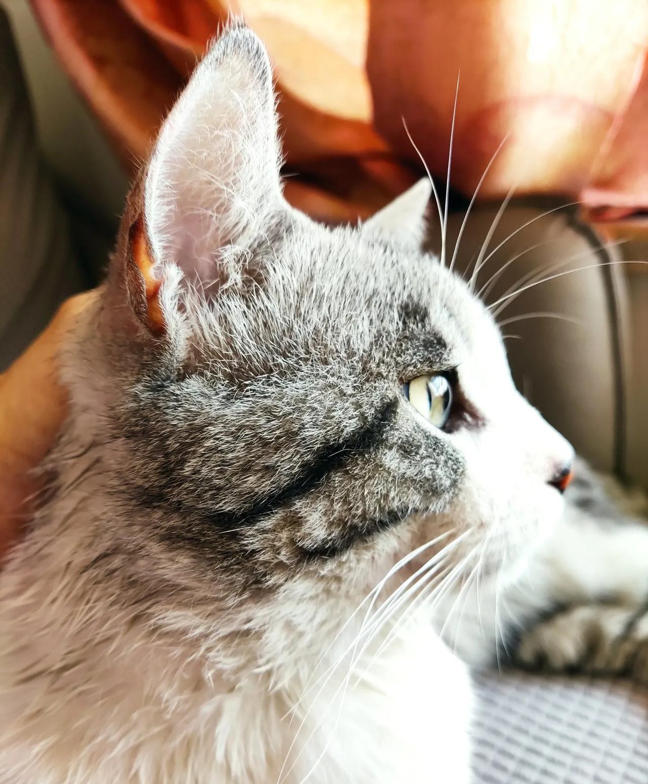 大家帮我看看这是一只什么猫？今天在路边捡的，一直想帮家里的三糖找个伴，缘分就是这