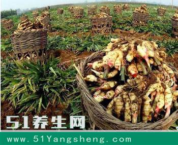 很多人以为这是生姜, 但比生姜值钱多了, 利润很高, 却无人敢种