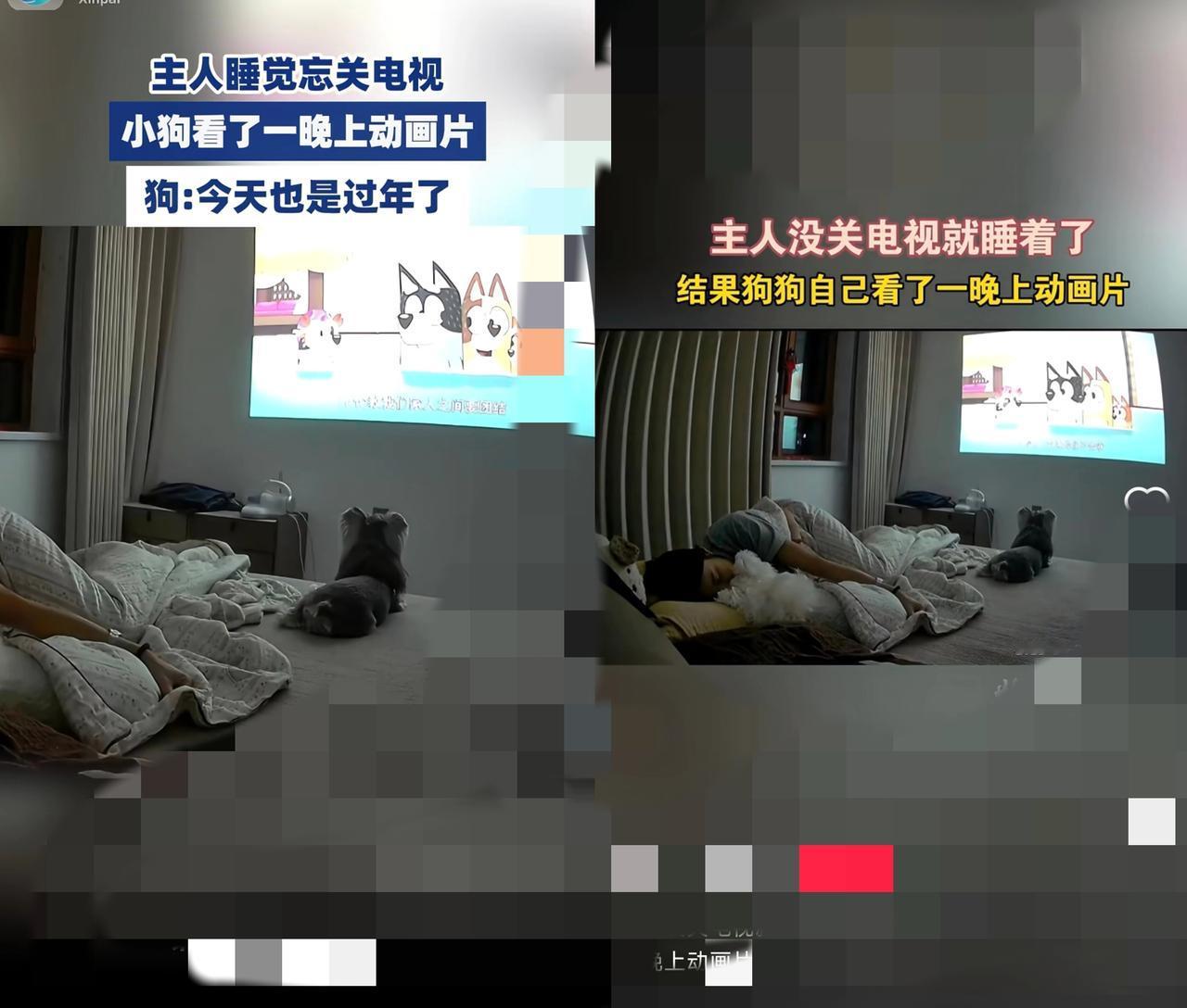 谁懂啊!我家狗半夜偷看电视,比我追综艺还入迷山东一哥们儿睡醒直
