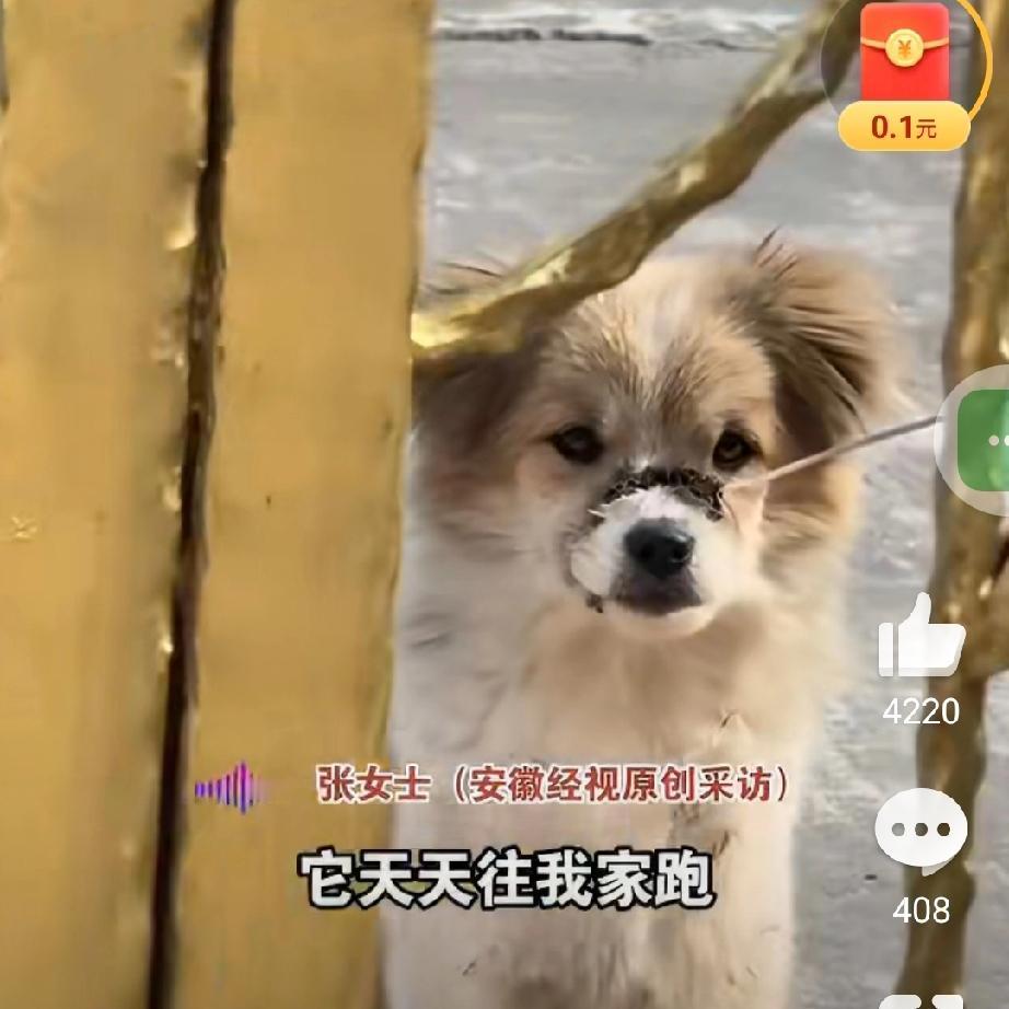 不爱，请别伤害！流浪狗的悲鸣11月19日，江苏一则流浪狗的遭遇让无数人揪心