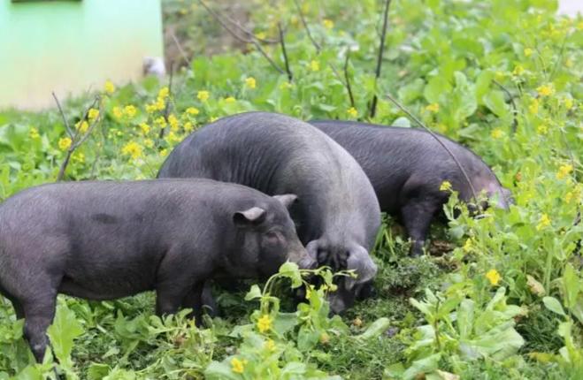 为什么现在的猪肉不香了？饲料大王、新希望集团董事长刘永好说：我们现在吃的猪肉很多