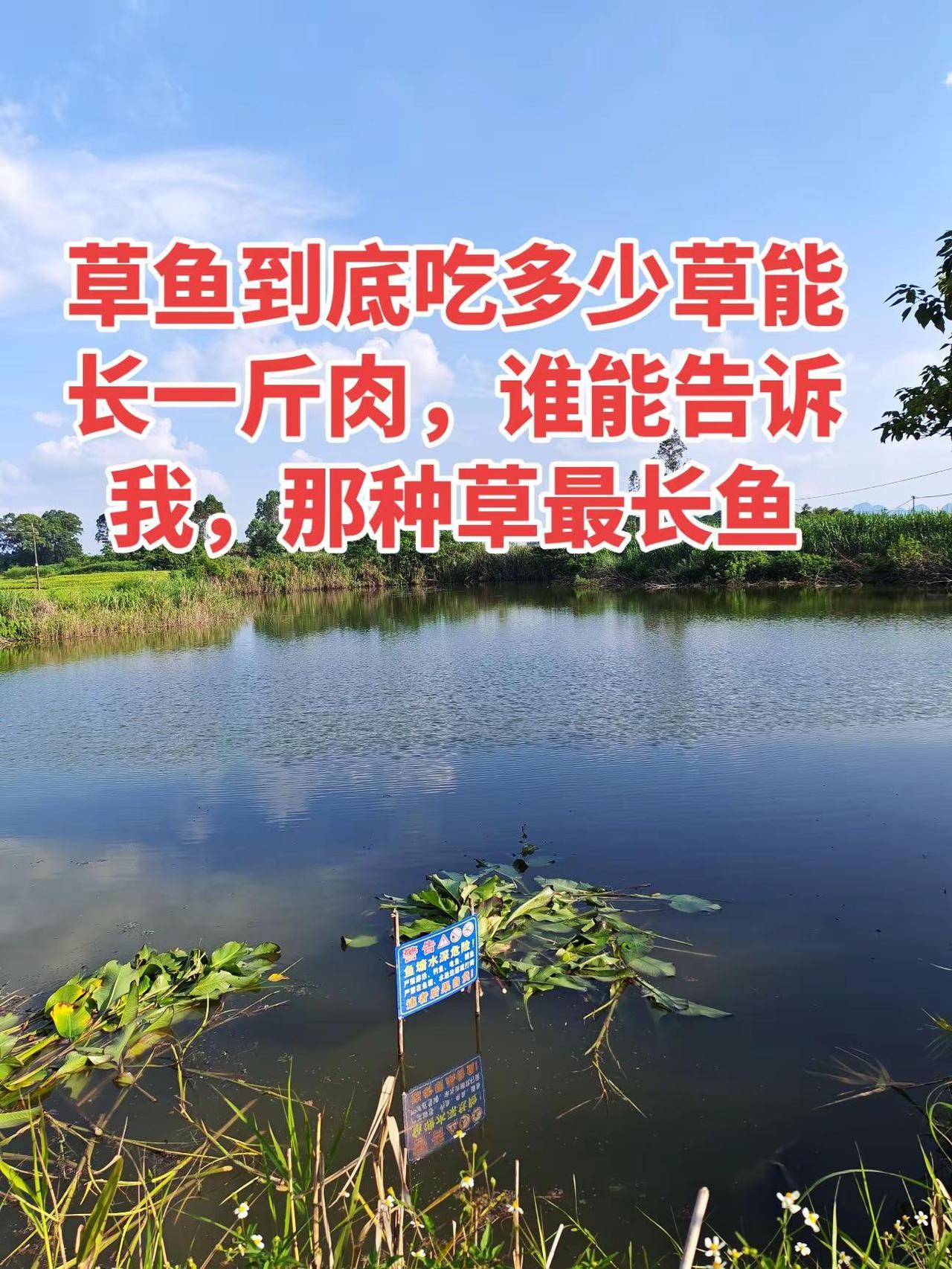 草鱼要吃多少草才能长一斤肉？而且不知道他吃哪种草容易长养鱼日记养鱼农村生活