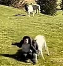 给大家说一下羊顶人必须杀别不信，这种羊非常暴力，连狼都打不过他，小时候就