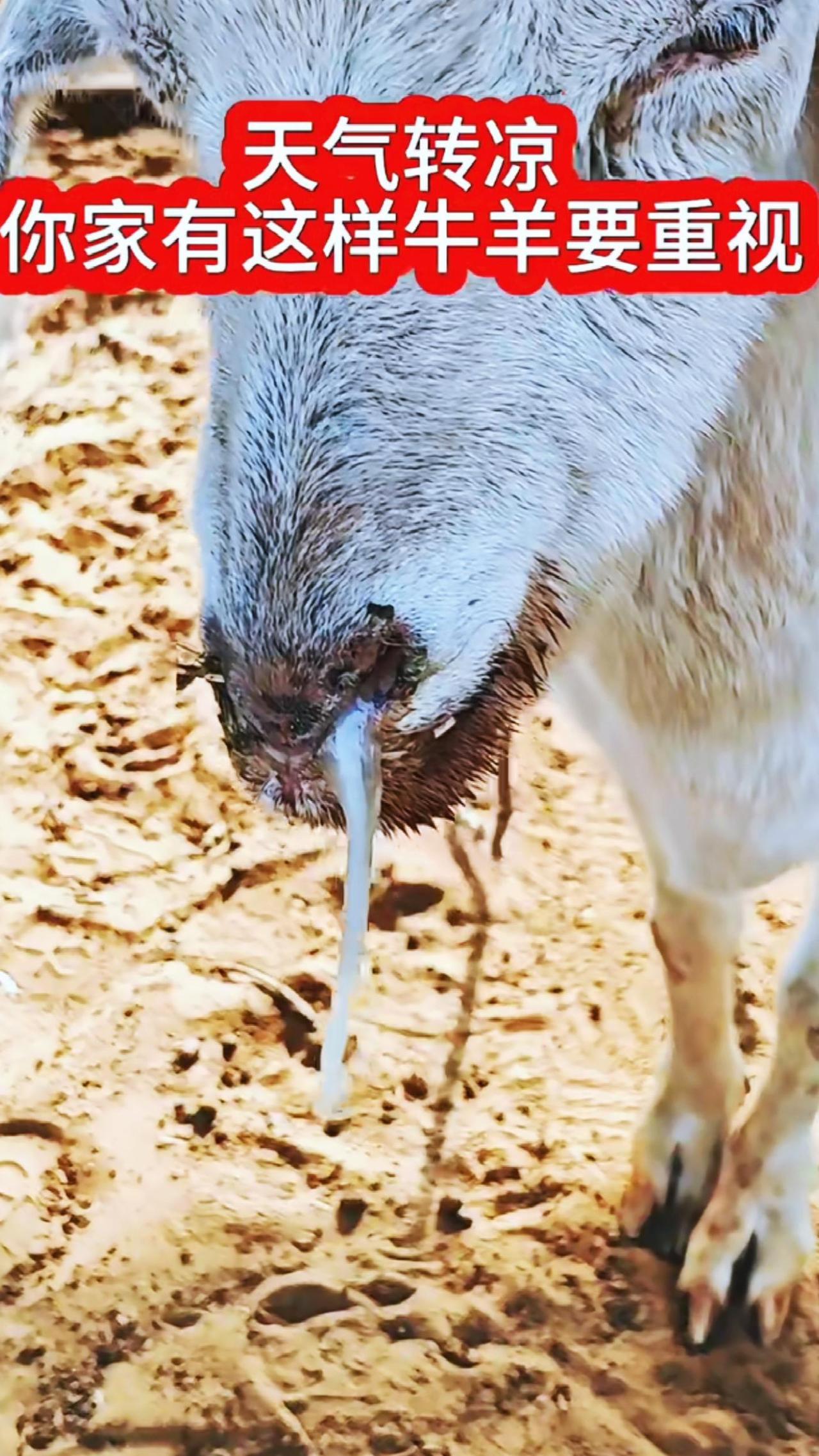 养羊人牛羊感冒流鼻涕农村养羊牛羊咳嗽