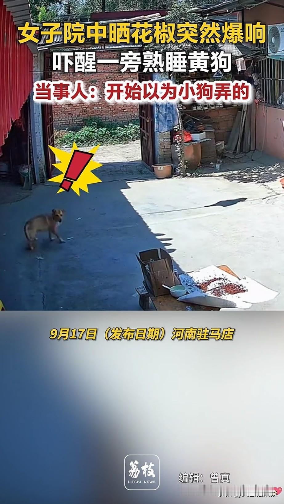解释不清了？河南驻马店一户人家家里发生了一件怪事，因为自家花椒被水浸了，本能的将