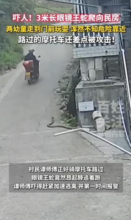贵州，一社区突现3米12斤眼镜王蛇，从路边杂草丛闯入民房附近，两名幼童门前玩耍浑