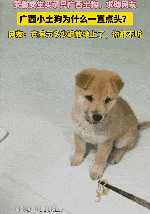 泪目了！这果然是老祖宗严选的优良品种，一位小姐姐买了一只小中华田园犬。这天，小姐