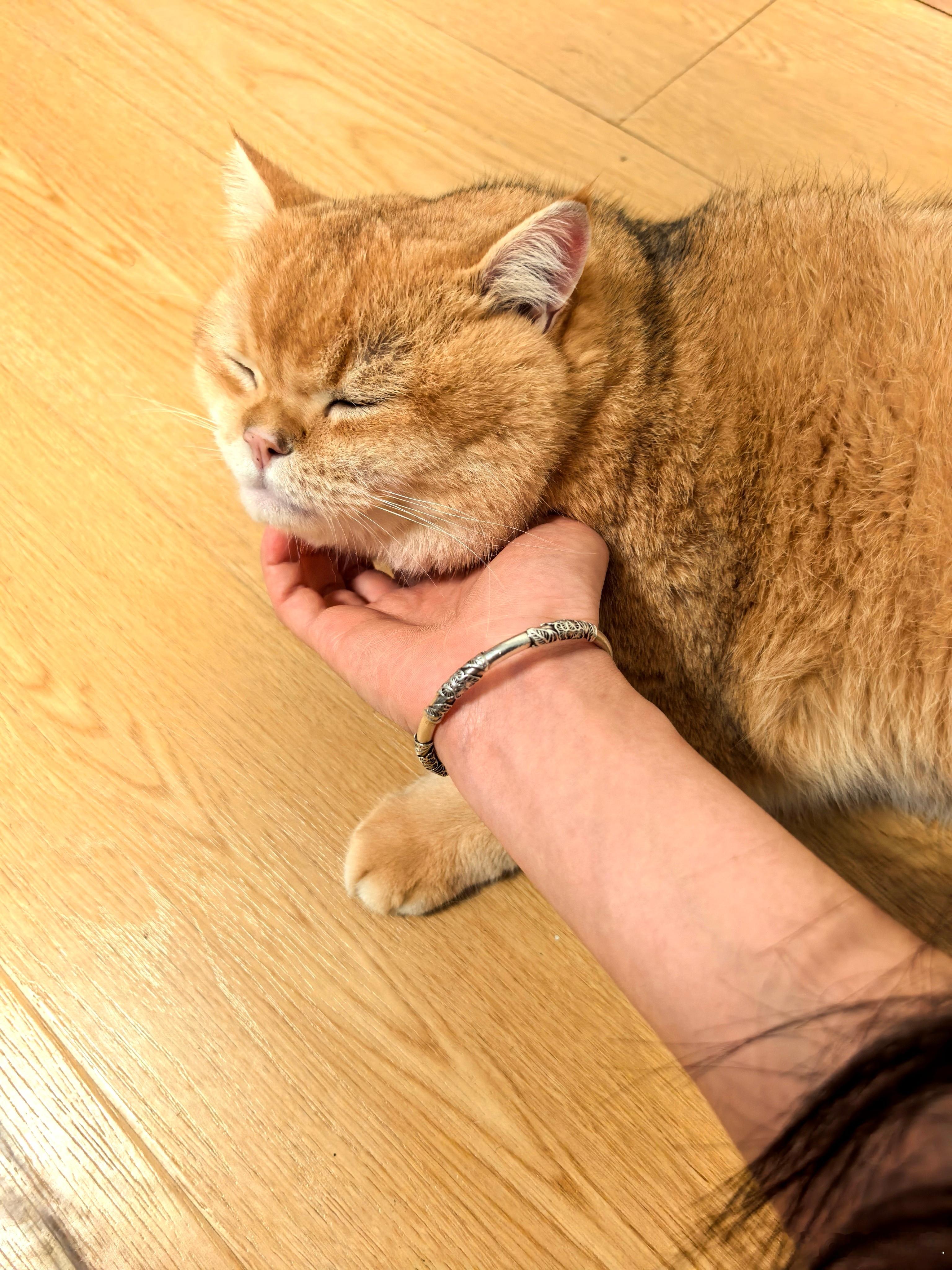 这小猫可太会享受啦！就喜欢让人给它挠下巴，那小表情，舒服得不行[捂脸哭]金渐层