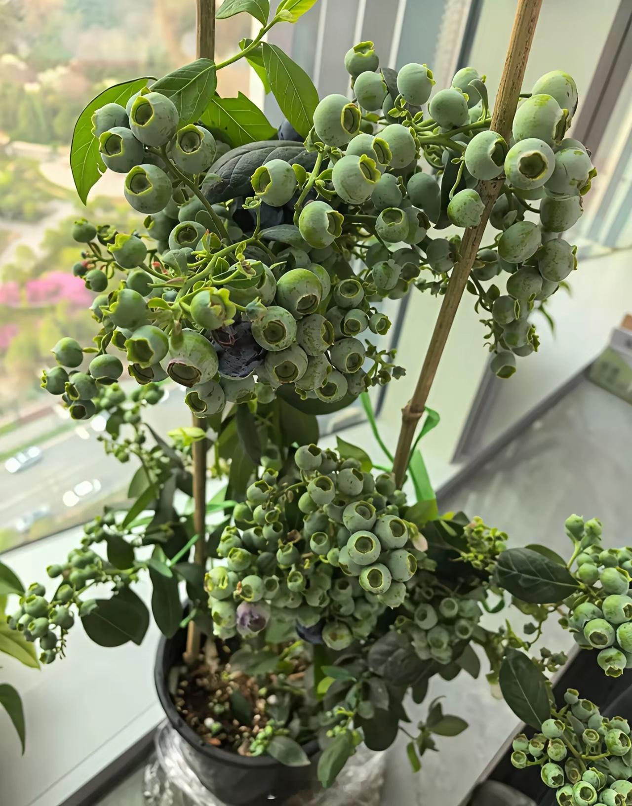 网购的蓝莓，怎么果子变绿色的了，还能吃吗？