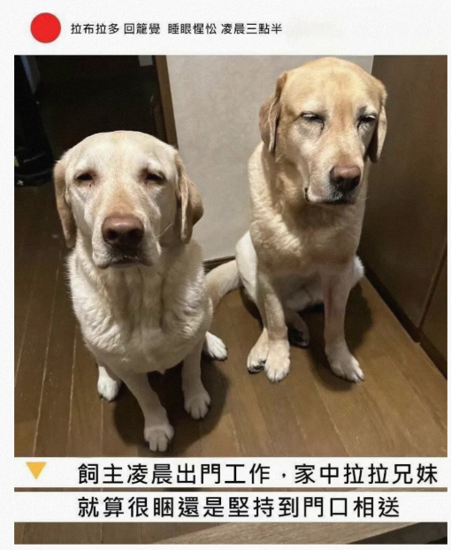 拉布拉多的睡眼惺忪