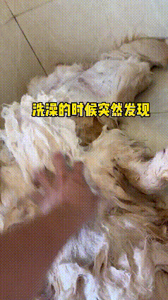 真的被这只金毛整得又吓人又好笑！谁能想到洗澡洗出惊险一幕！视频一开始特别温