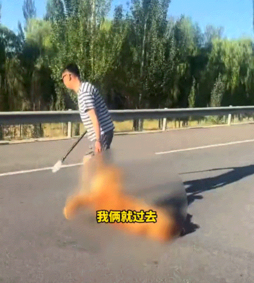 万万没想到，内蒙古，一对夫妻驾车行驶在路上时，发现公路上有一只被撞死的大狗。二人