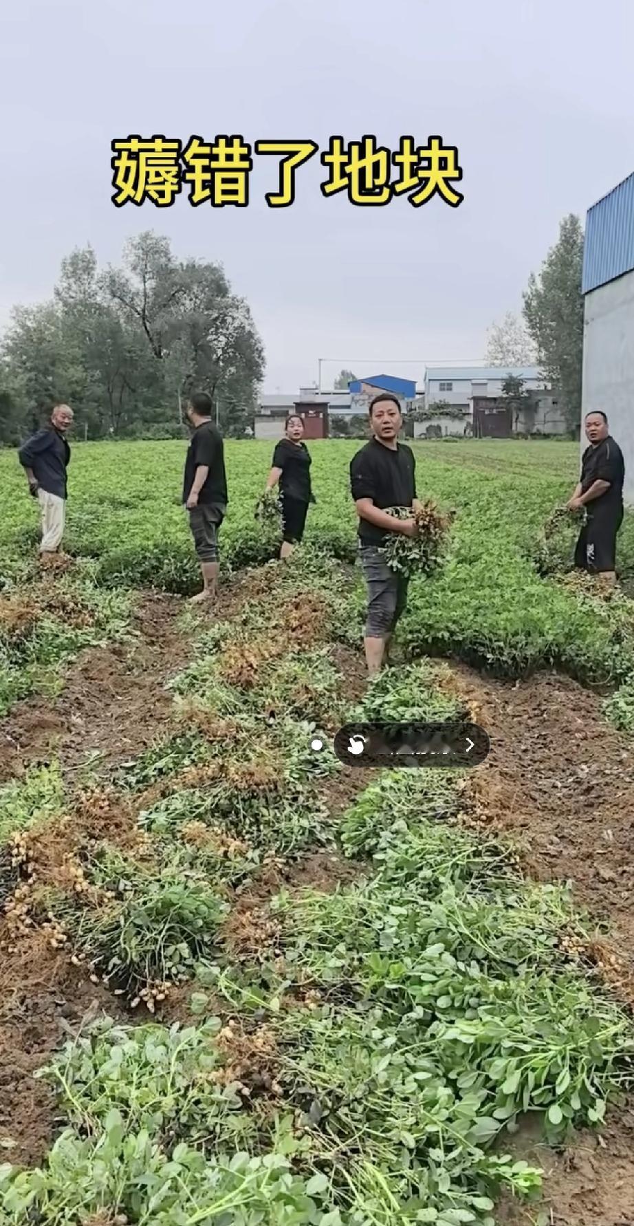 这也太尴尬了！一家人兴冲冲地去收花生，亲戚们都来帮忙，忙活大半天都快拔完了。