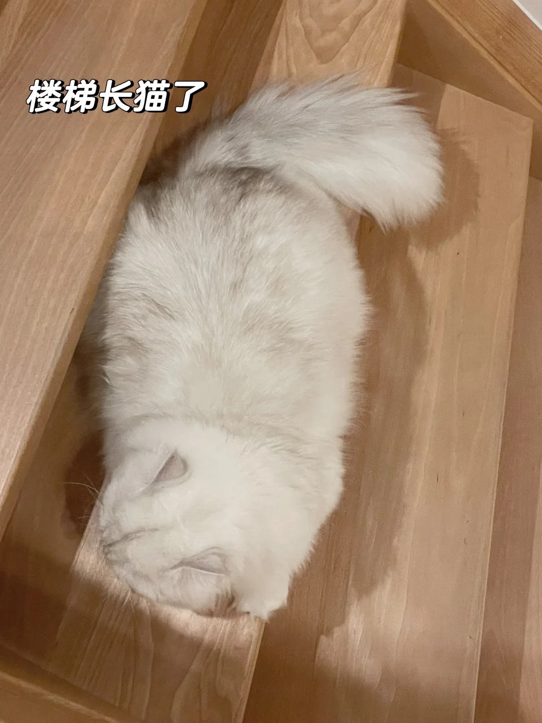 报告长官 楼梯被猪咪占领