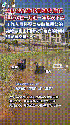 “善恶有报！”武汉，一只被网友叫“渣鹅”的黑天鹅甩了原配找新欢，谁料跟新欢腻歪快
