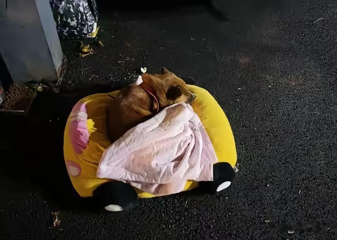 搬家时把养了几年的小狗遗弃在停车场，小狗趴在垫子上茫然的看着四周不敢离开。它生怕