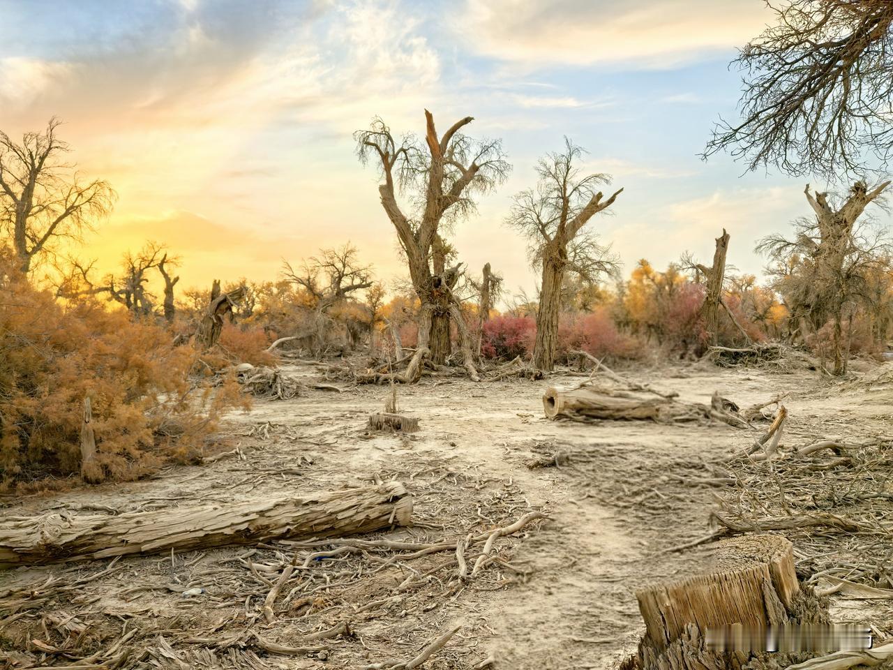 去年10月下旬去南疆游玩，塔里木胡杨林景区那一趟，真的让我难忘。晒图笔记大赛