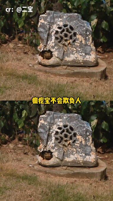 全网都在弹幕里给癞疙宝道歉，看完心里五味杂陈。小时候大人总说它浑身带毒，摸