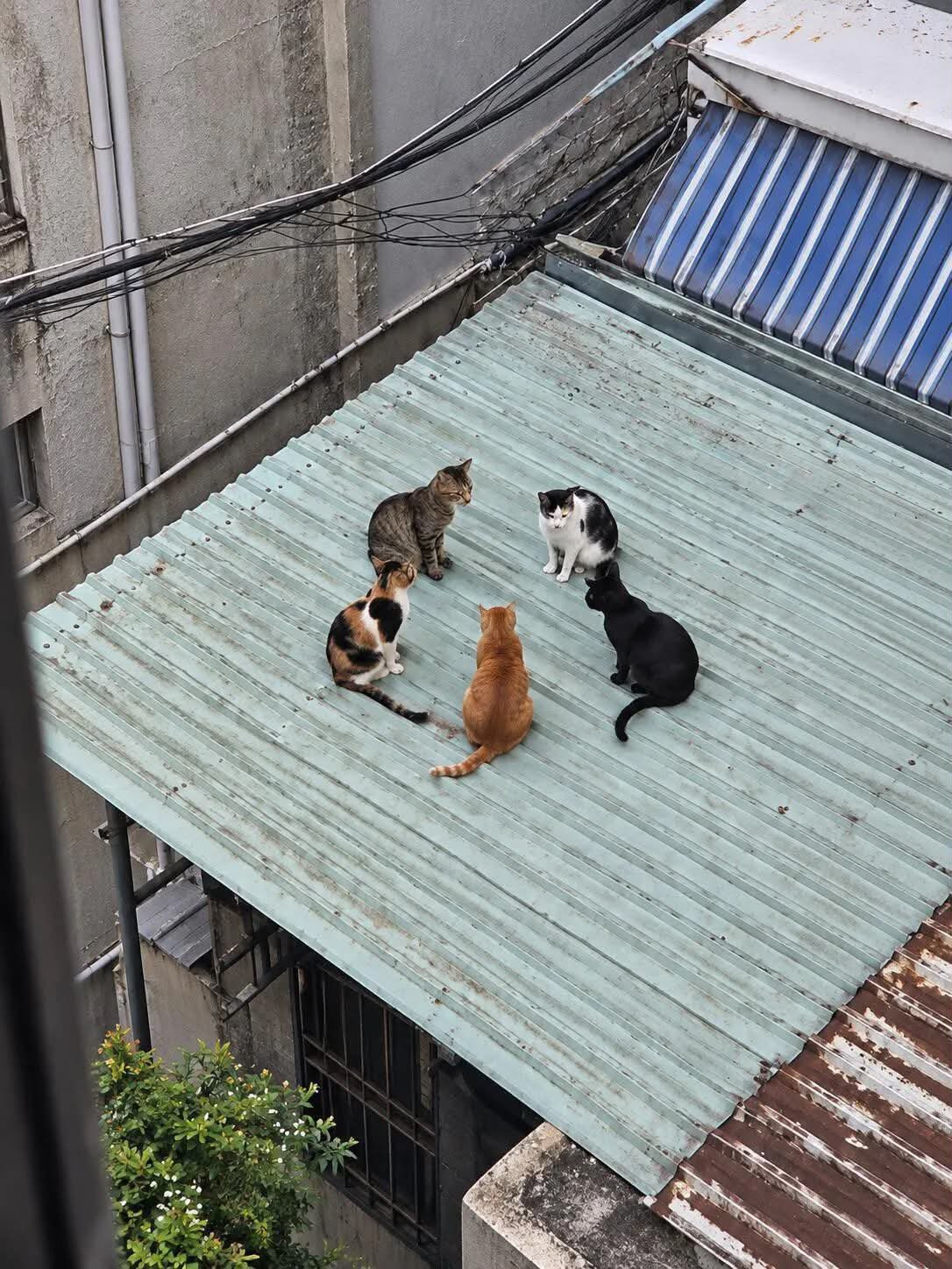 一群代表每种颜色的猫咪聚集​​​